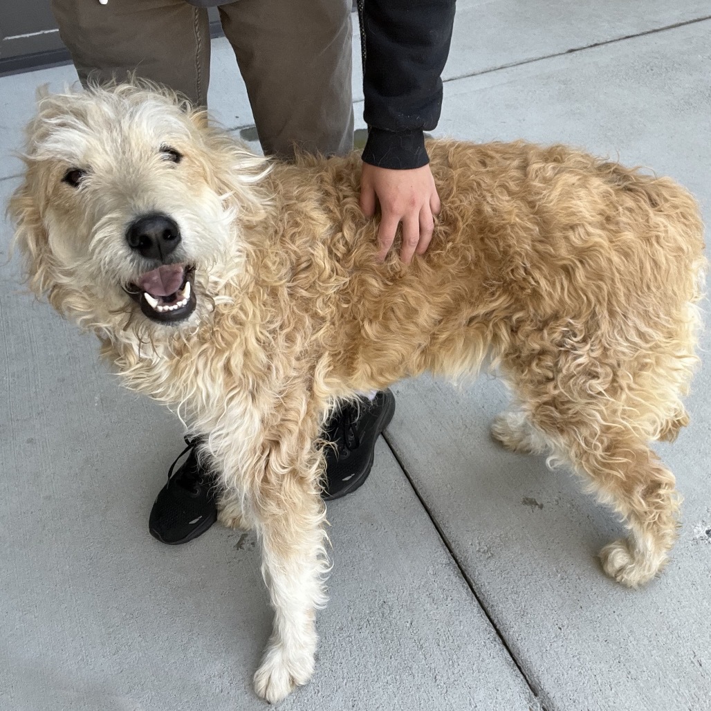 Camas, an adoptable Mixed Breed in Hailey, ID, 83333 | Photo Image 4
