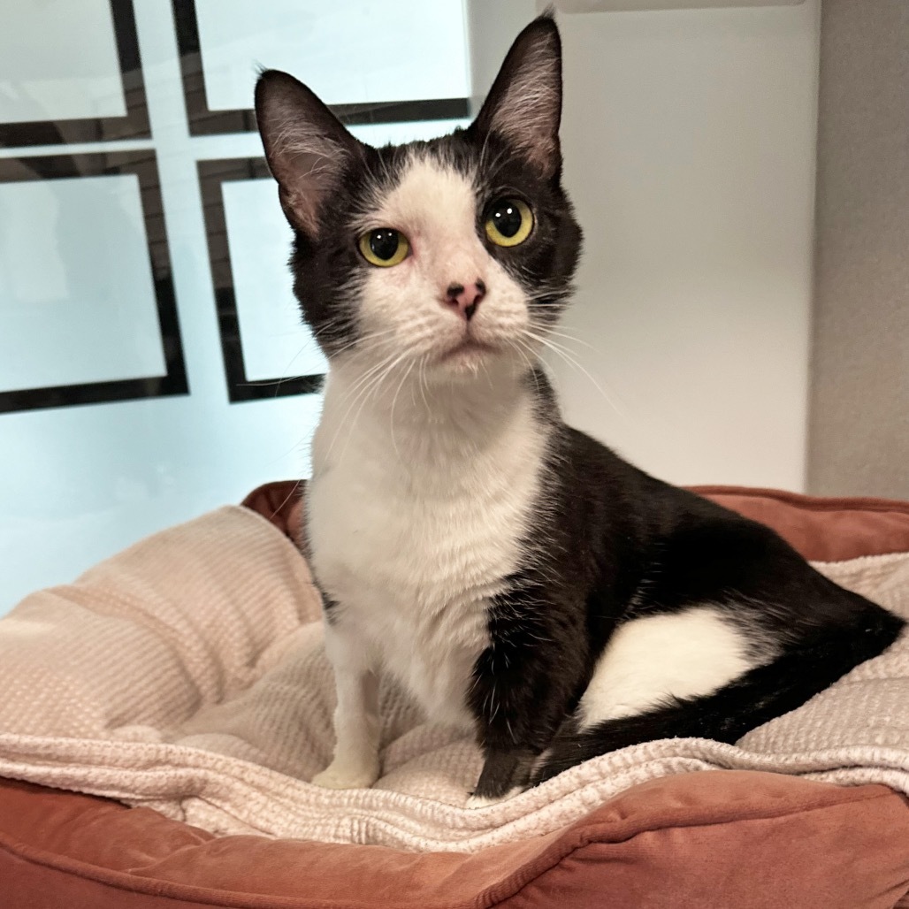 Marble, an adoptable Domestic Short Hair in Hailey, ID, 83333 | Photo Image 1