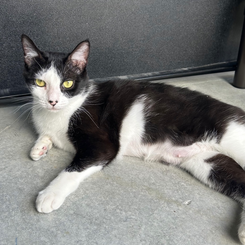 Marble, an adoptable Domestic Short Hair in Hailey, ID, 83333 | Photo Image 1