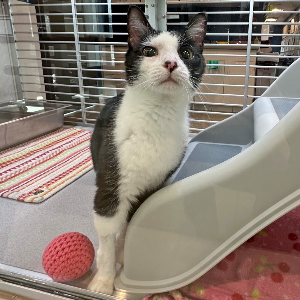 Marble, an adoptable Domestic Short Hair in Hailey, ID, 83333 | Photo Image 2