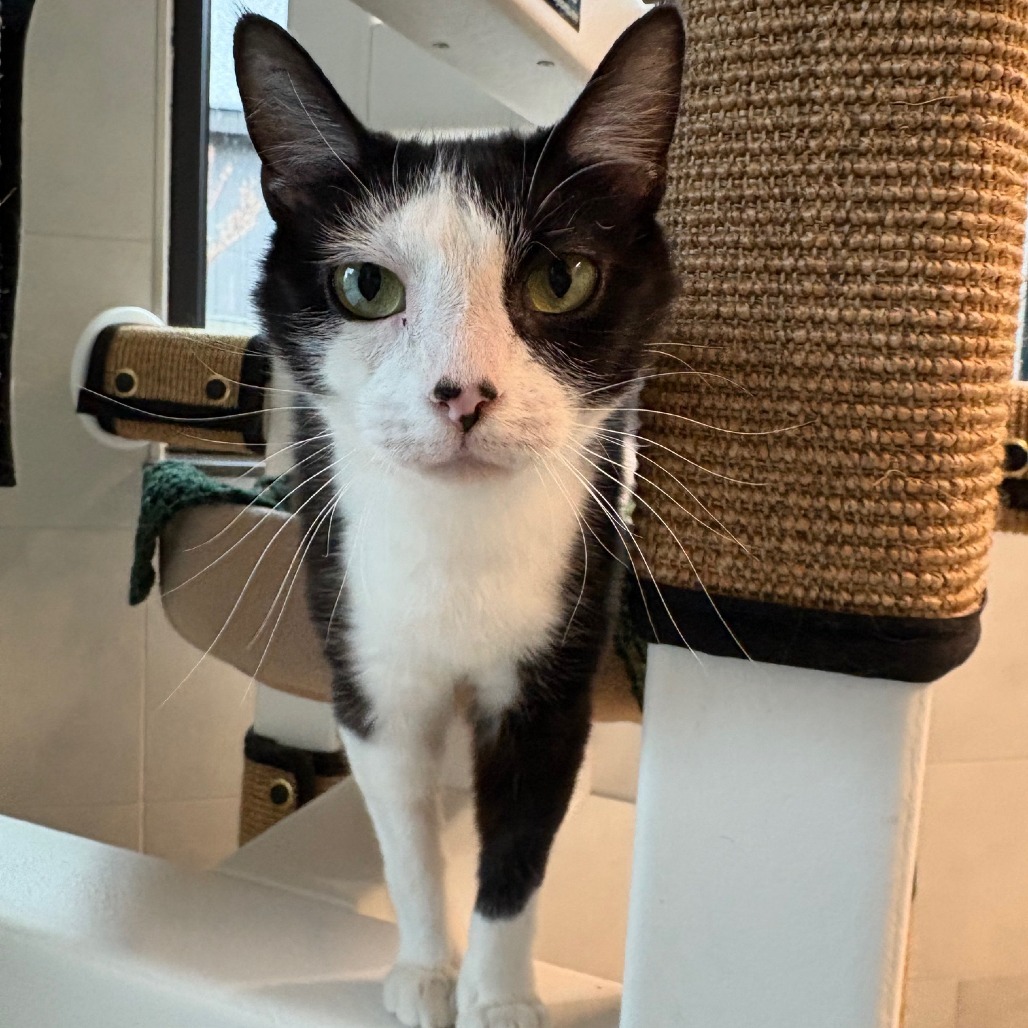 Marble, an adoptable Domestic Short Hair in Hailey, ID, 83333 | Photo Image 4