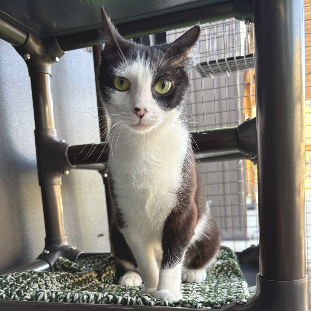 Marble, an adoptable Domestic Short Hair in Hailey, ID, 83333 | Photo Image 5