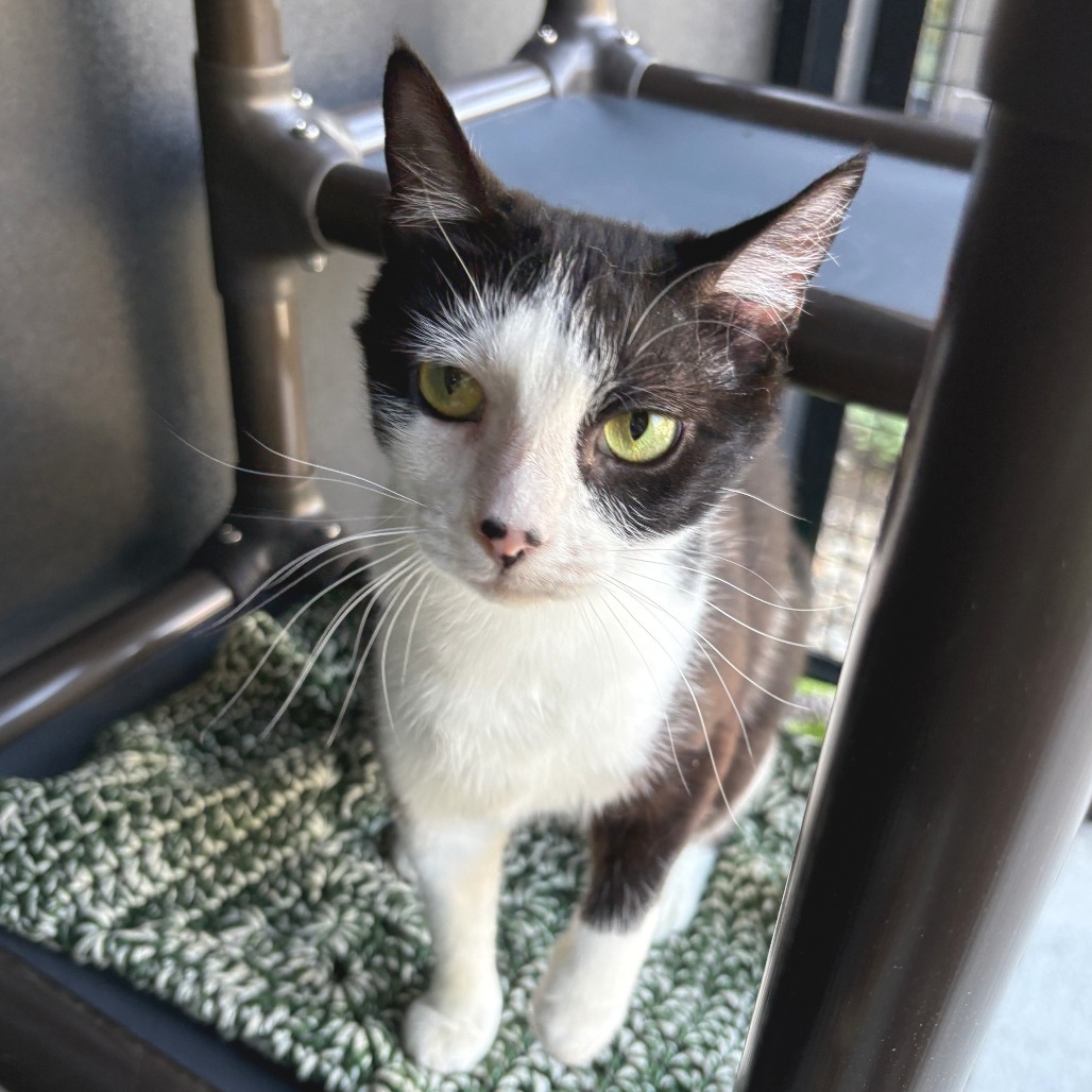 Marble, an adoptable Domestic Short Hair in Hailey, ID, 83333 | Photo Image 6