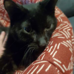 Elliot, Young Male Domestic Short Hair