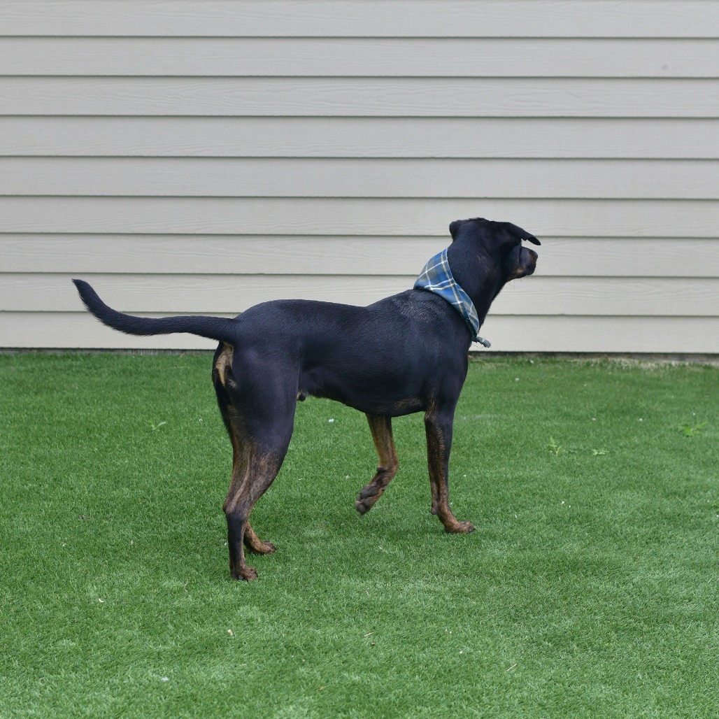 Bruno