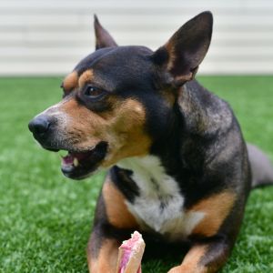 Amica, Adult Female Pit Bull Terrier