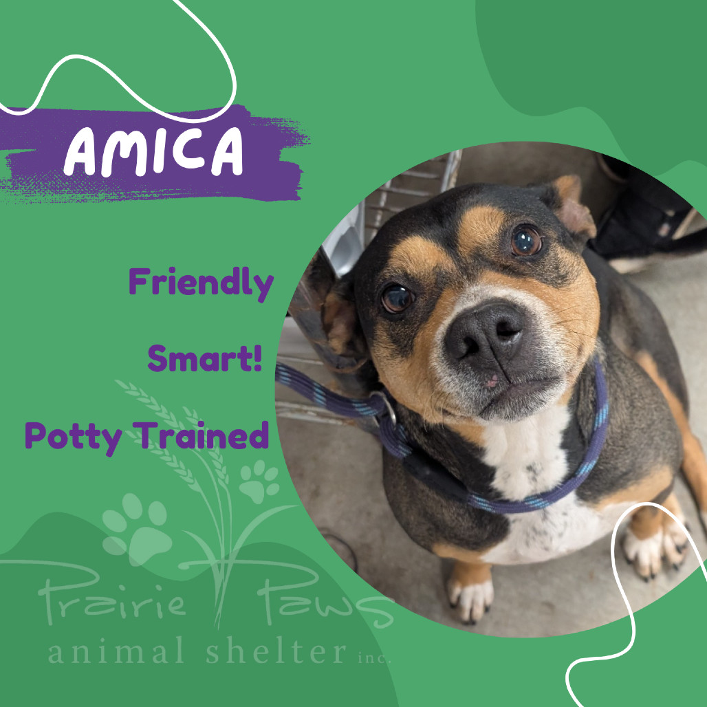 Amica