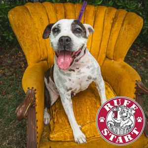 Graceland, Young Female Mixed Breed