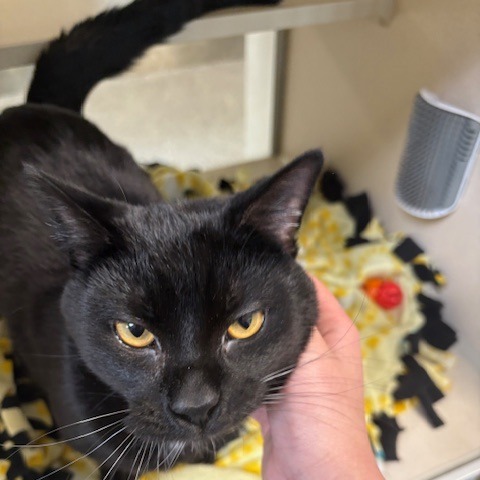 Donald, an adoptable Domestic Short Hair in Great Falls, MT, 59404 | Photo Image 1