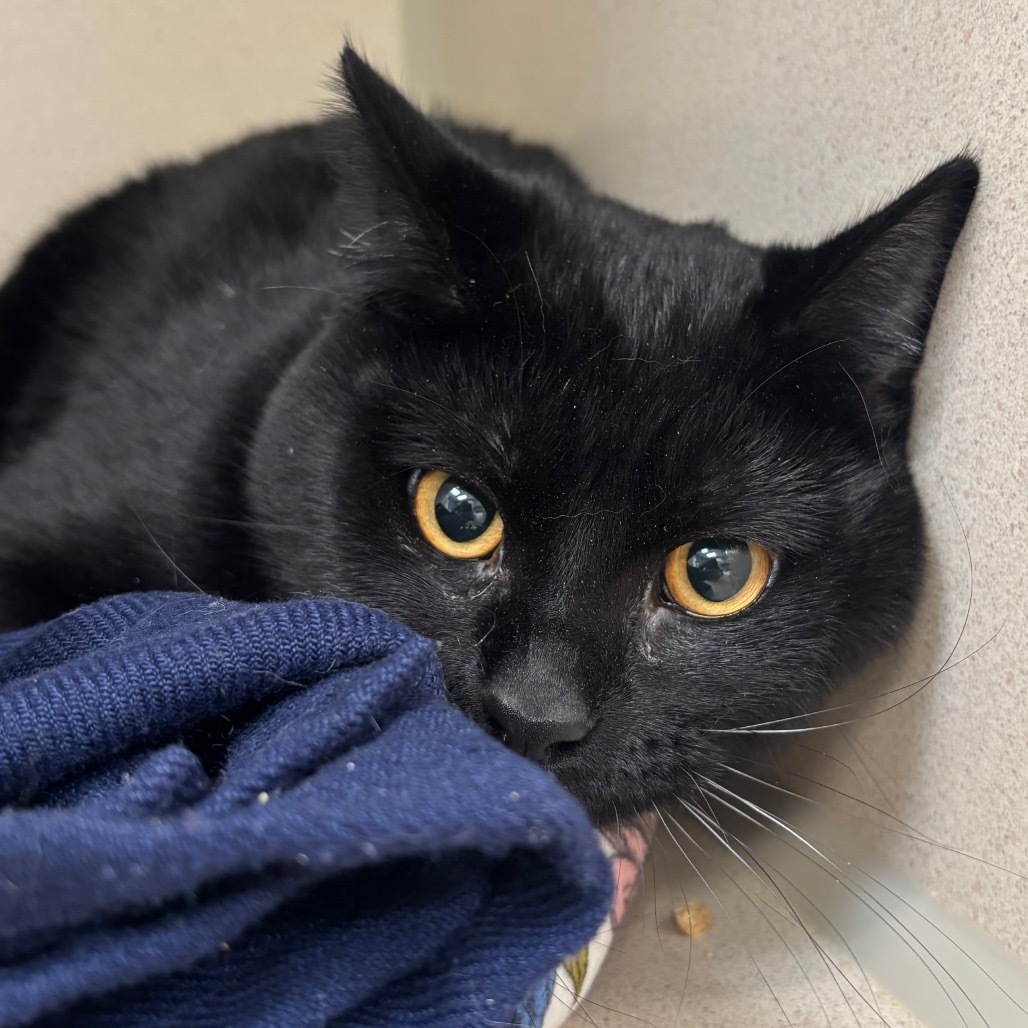 Donald, an adoptable Domestic Short Hair in Great Falls, MT, 59404 | Photo Image 2