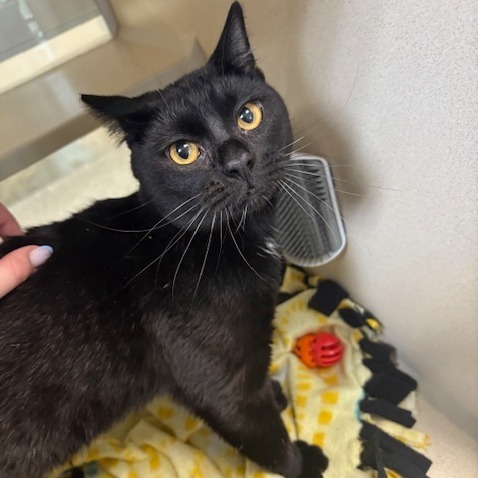 Donald, an adoptable Domestic Short Hair in Great Falls, MT, 59404 | Photo Image 3