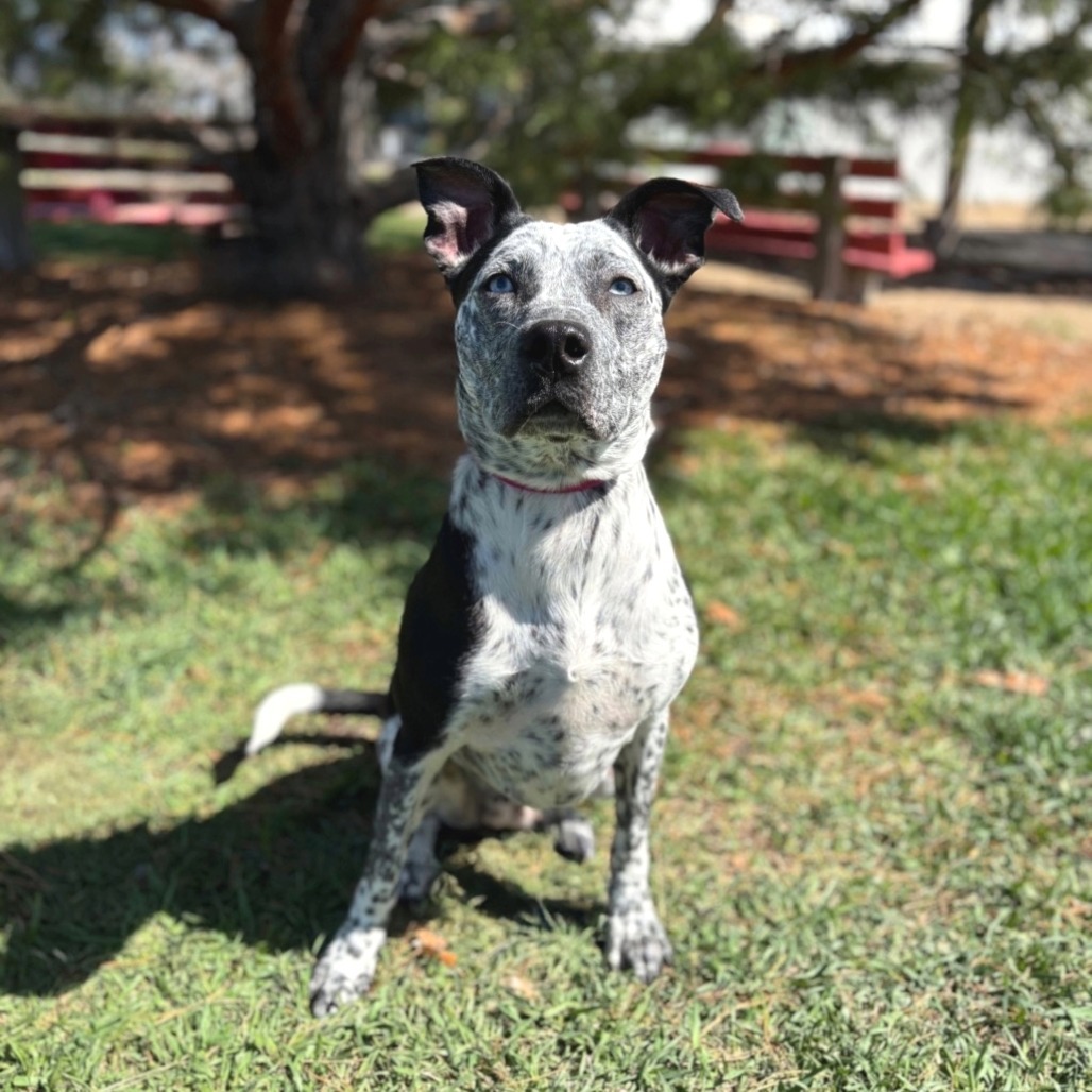 Perdita
