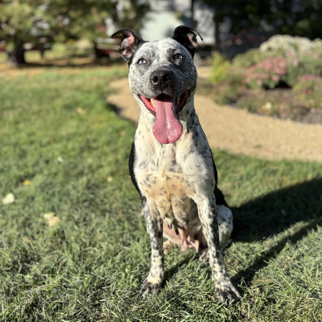 Perdita