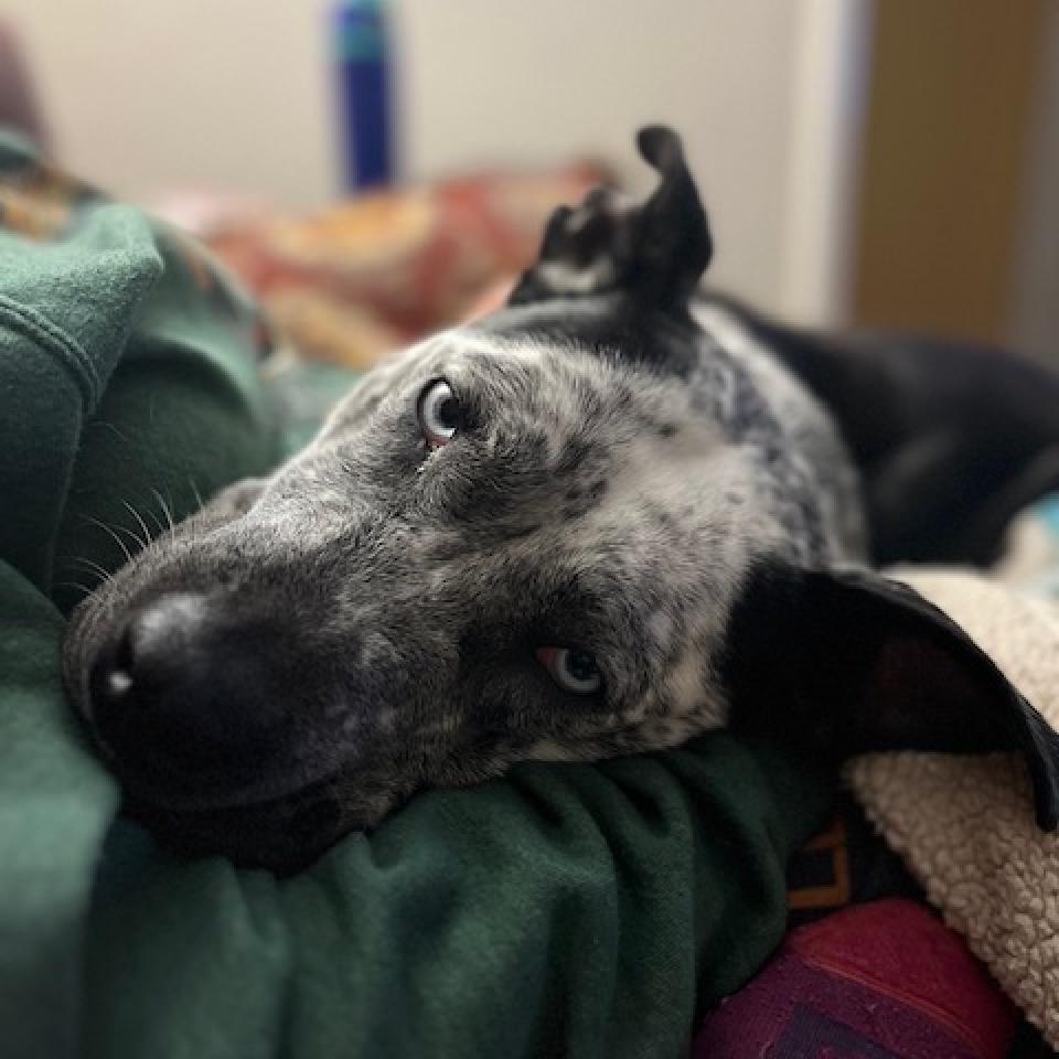 Perdita