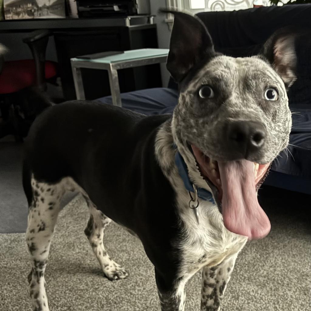 Perdita
