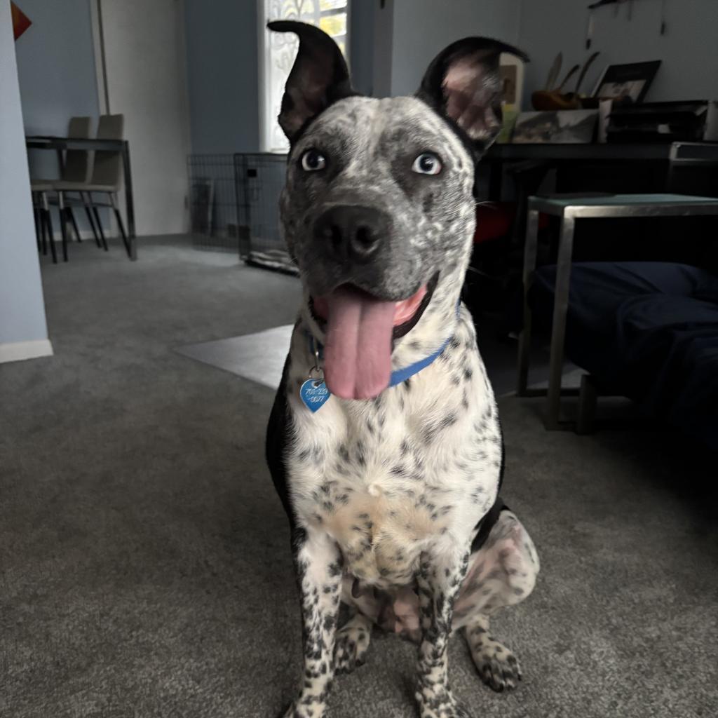 Perdita