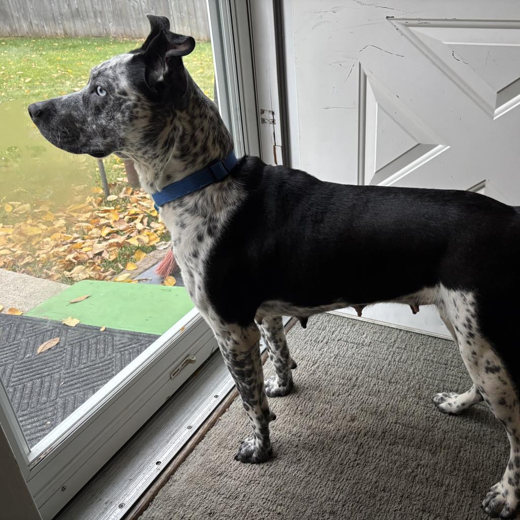 Perdita
