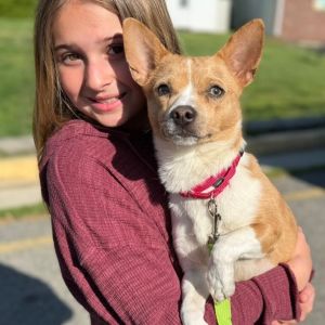 Stormy, Adult Male Mixed Breed