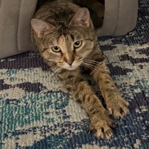 Mama Thea is currently in foster care and ready for adoption via our virtual process Learn more abo