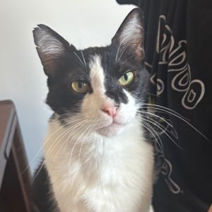 Hero is currently in foster care and ready for adoption via our virtual process Learn more about hi
