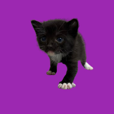 TUSC-Stray-80239_2_3_4_5