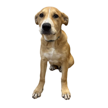 TUSC-Stray-80249