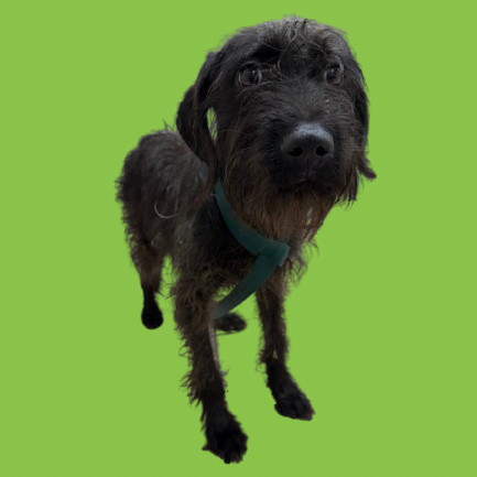 TUSC-Stray-80222