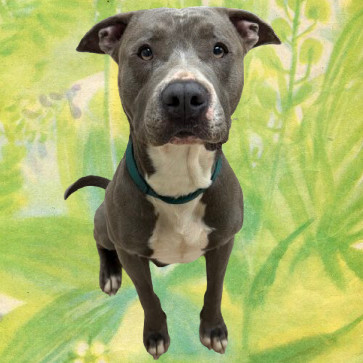 TUSC-Stray-80230