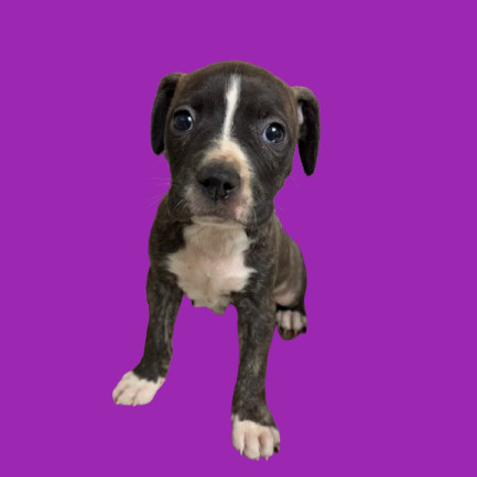 TUSC-Stray-80222_2