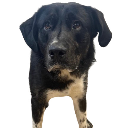 TUSC-Stray-80255