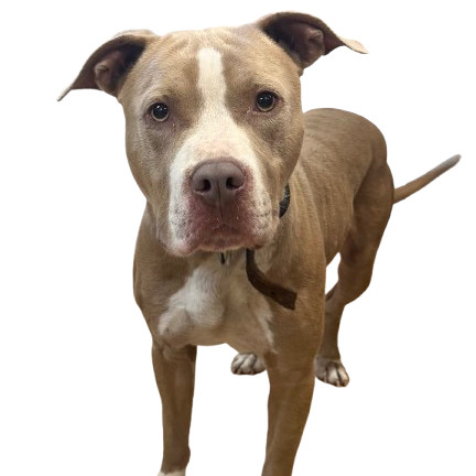 TUSC-Stray-80260