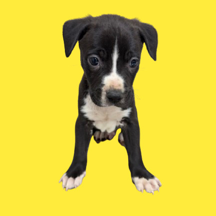 TUSC-Stray-80225_2
