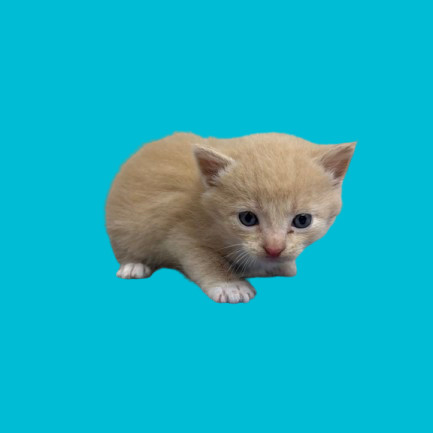TUSC-Stray-80239