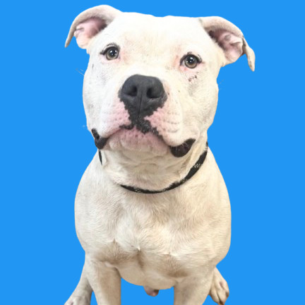 TUSC-Stray-80244