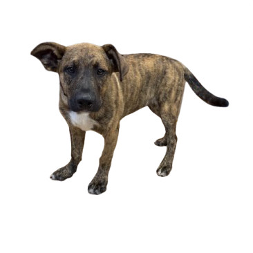 TUSC-Stray-80254