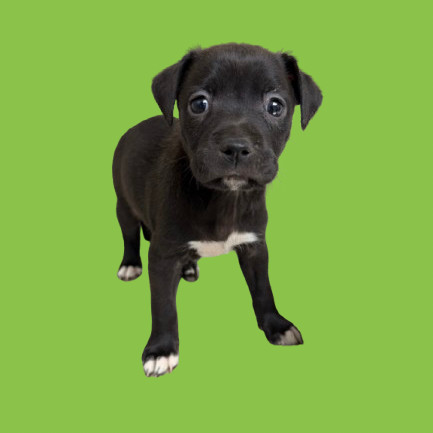 TUSC-Stray-80225_2_3
