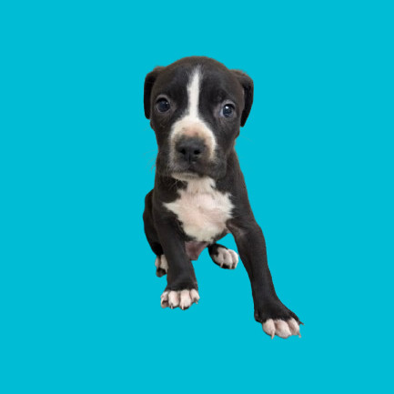 TUSC-Stray-80225_2_3_4