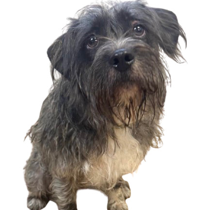 TUSC-Stray-80257