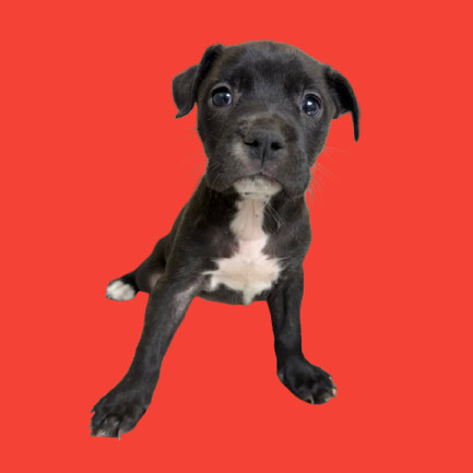 TUSC-Stray-80225