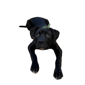 TUSC-Stray-80250