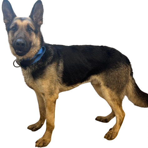 TUSC-Stray-80259
