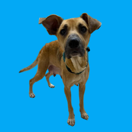 TUSC-Stray-80222