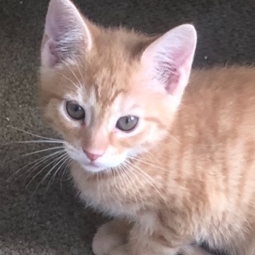 Sam