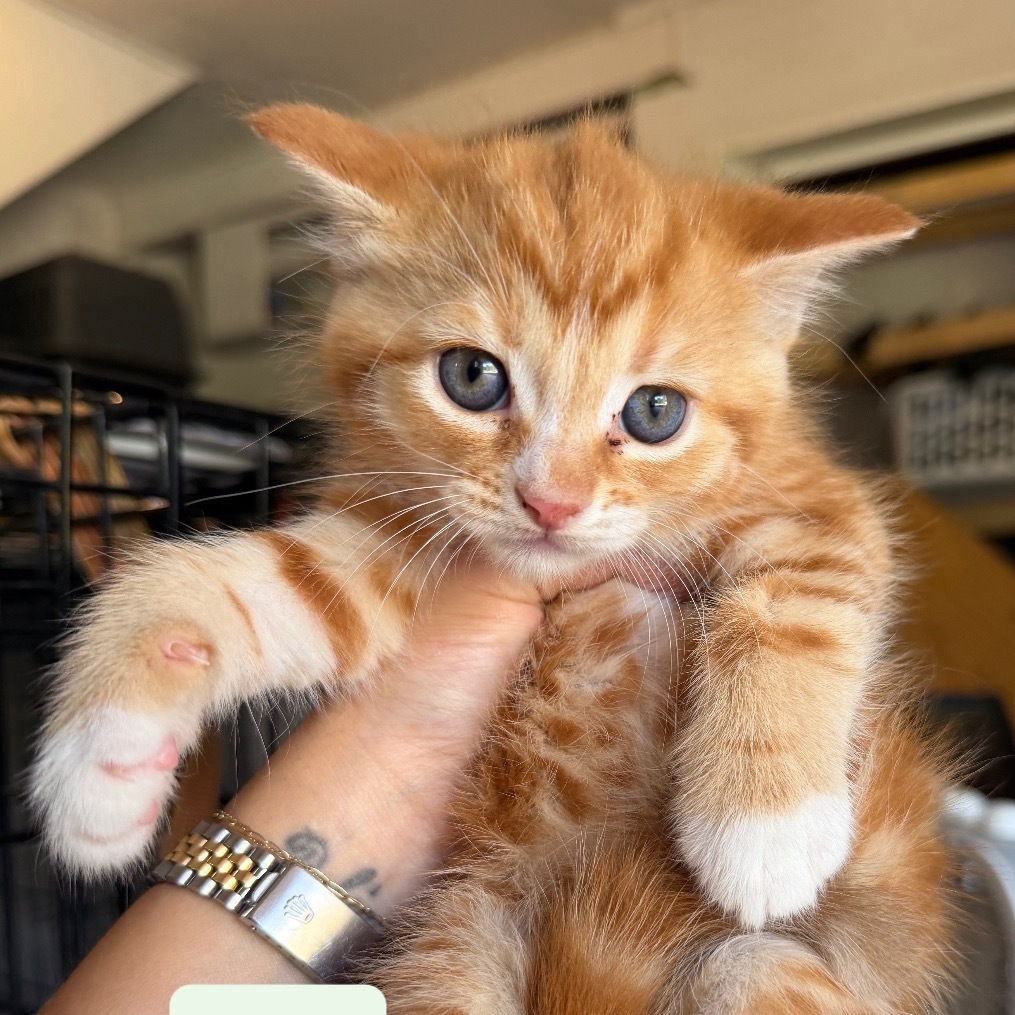 Leo, an adoptable Domestic Medium Hair in Birmingham, AL, 35210 | Photo Image 1