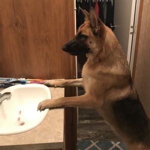 Harley knows how to sit shake and play fetch with a frisbee As a puppy she was kept inside in