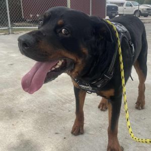 Beau, Adult Male Rottweiler