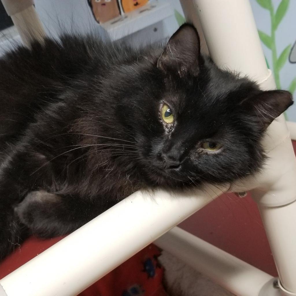 Biscuit
