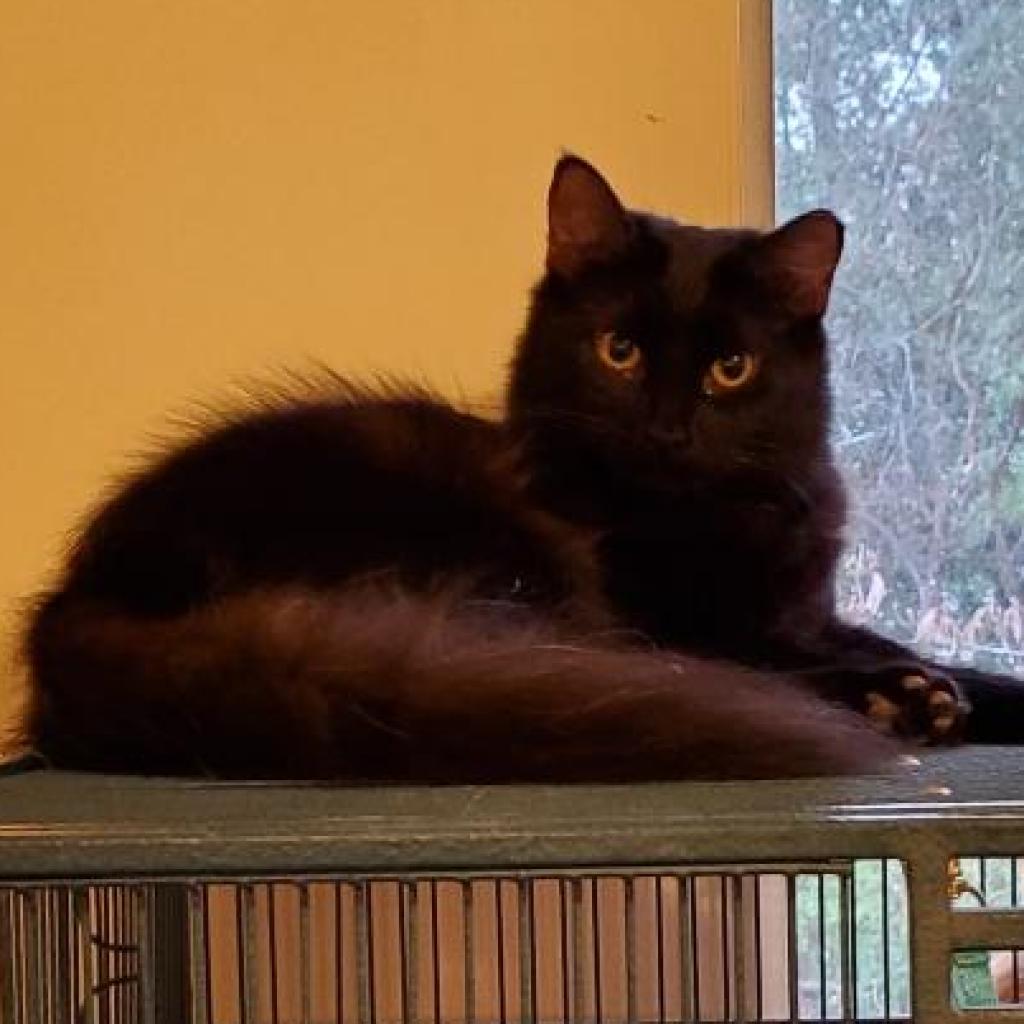 Biscuit