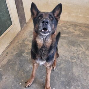 Indigo 8931, Senior Female Shepherd