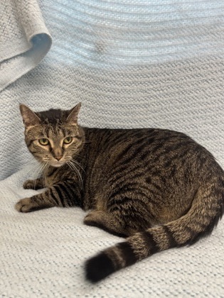 Catsy Cline, an adoptable Domestic Short Hair in McCook, NE, 69001 | Photo Image 1